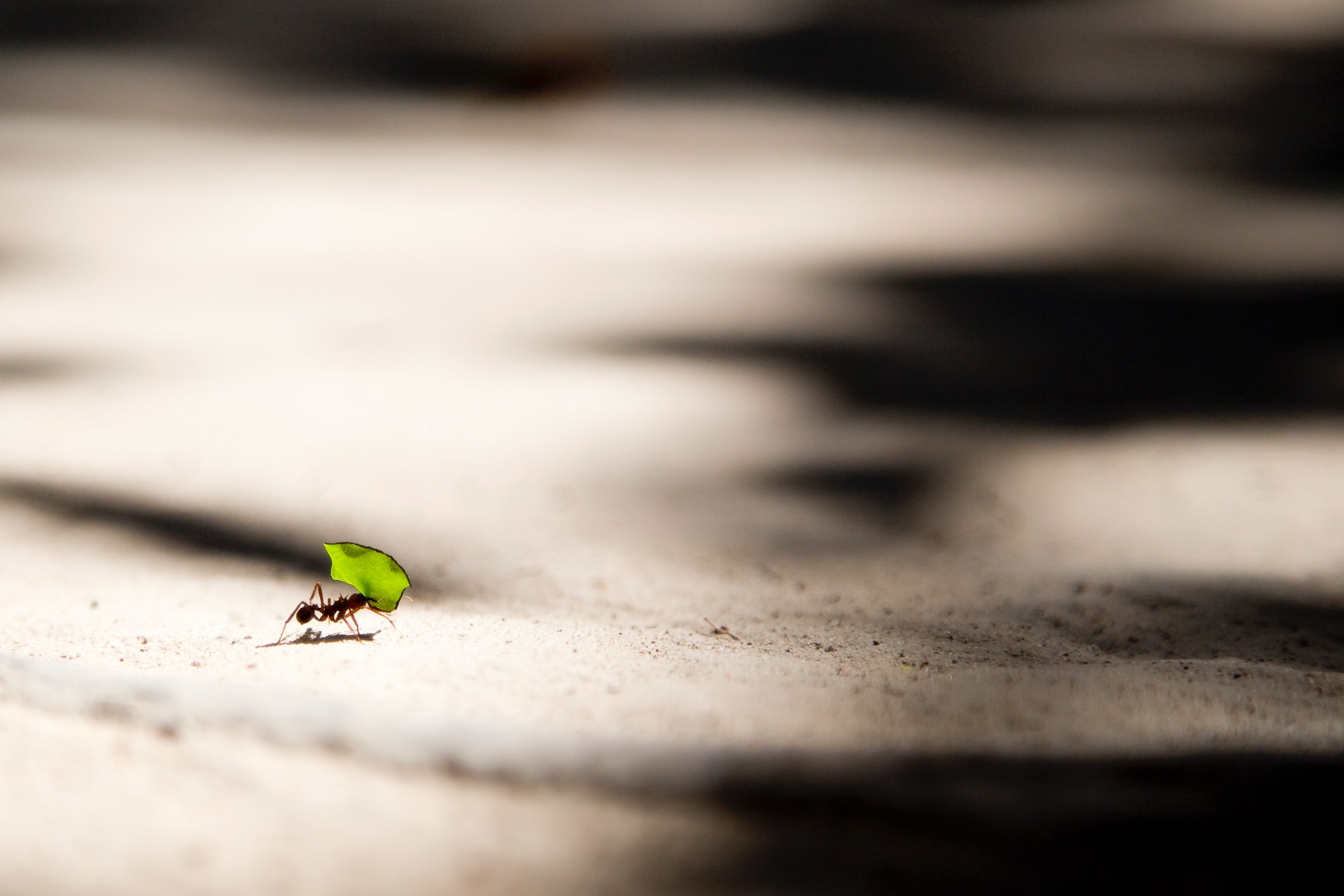 resilience in ants